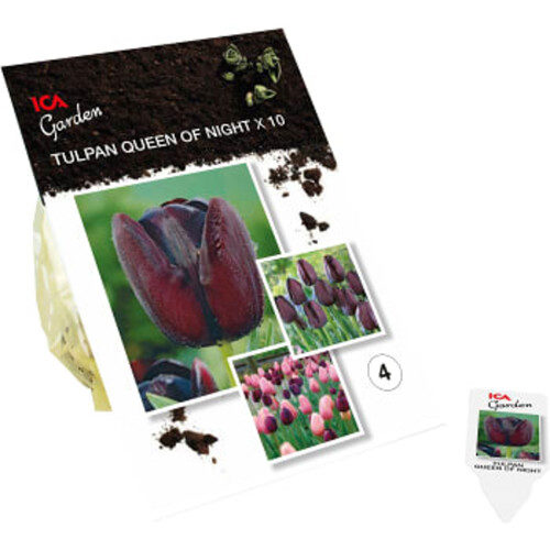 Tulpan Queen Of Night