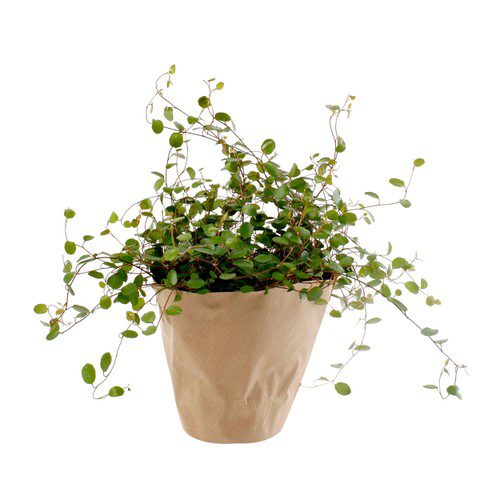 Plättar i luften 10,5cm kruka 22 cm hög