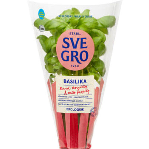 Ekologisk Basilika i kruka 1-p KRAV Svegro