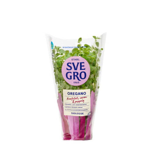 Ekologisk Oregano i kruka 1-p KRAV Svegro