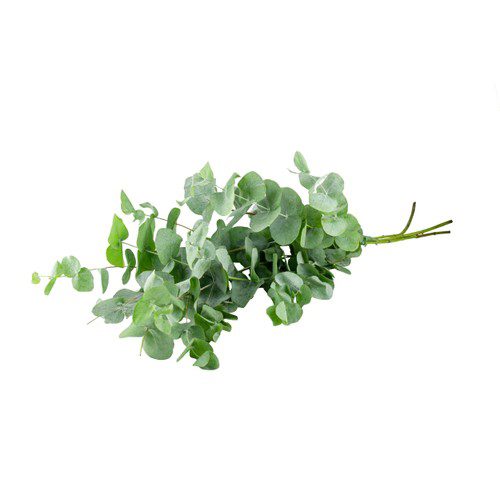 Eucalyptus i bunt, 60cm grön