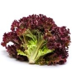 Sallat Huvud Lollo Rosso Ca