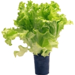 Kruksallat 250G Klass 1