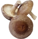 Svamp Shiitake Eko Ca 30G