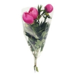 Pion 3-Pack