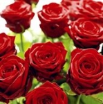 Servett 3-Lags Splendid Rose 33Cm