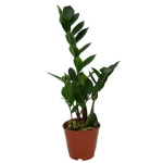 Garderobsblomma 1-P