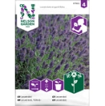 Lavendel 1-P
