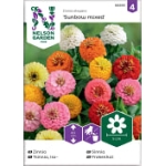 Zinnia Sunbow Blandade Färger 1-P