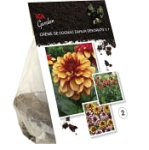 Dahlia Creme De Cognac Gul/Orange 