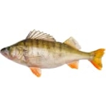 Abborre Hel