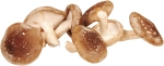 Shiitake Svamp