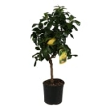 Citronträd 19Cm