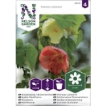Klockmalva Blomsterlönn Bl.Färger