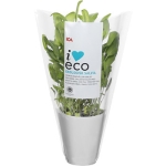 Salvia Ekologisk 1-p KRAV Klass 1 ICA I love eco