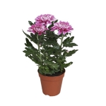 Krysantemum Mix Storblommig 1-P