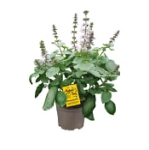 Blomsterbasilika 13Cm