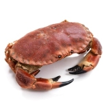 Krabba Kokt Ca  