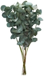 Eukalyptus