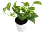 Gulranka 12Cm "Epipremnum"