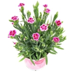 Dianthus Pink Kisses