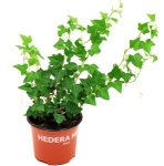 Murgröna