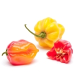 Habanero 15G Klass1