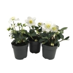 Julros 12Cm Kruka Höjd 27Cm Vit