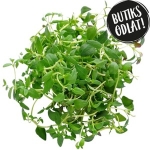 Timjan 40G Butiksodlad