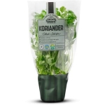 Koriander 30G 