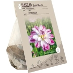 Dahlia Saint Martin Garden