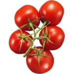 Tomater Kvist