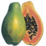 PAPAYA