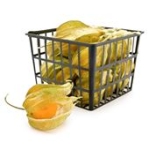 Physalis