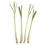 Citrongräs