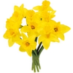 Påsklilja Narcissus 10-Pack