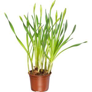 Vårlilja vit svenskodlad 13cm kruka product image