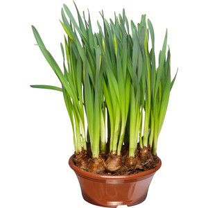 Påsklilja storblommig svenskodlad i 23cm skål gul product image