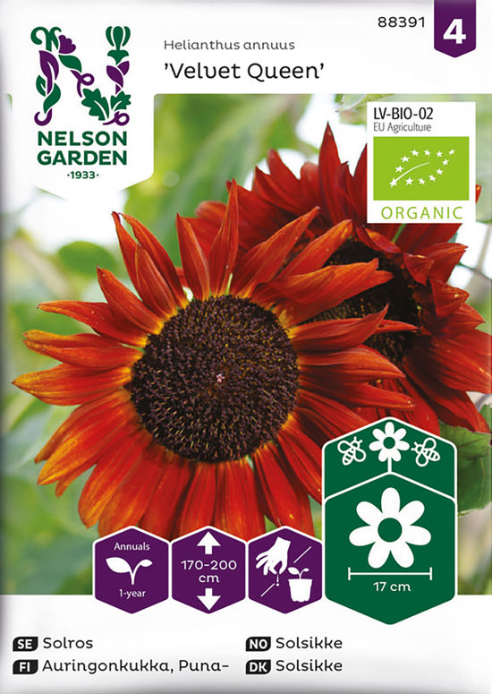 Solros Velvet Queen Organic 1-p Nelson Garden product image