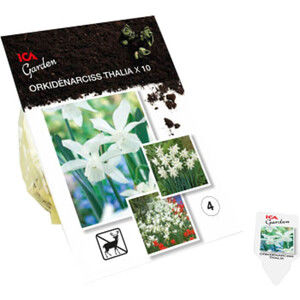 Orkidénarciss Thalia 10-p ICA Garden product image