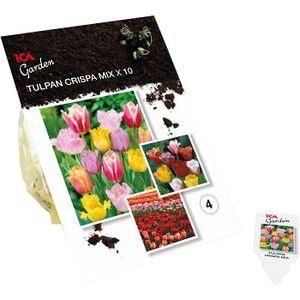 Tulpan Crispa Mix 10-p ICA Garden product image