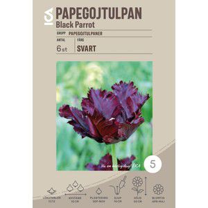 Papegojtulpan Black Parrot 10-p ICA Garden product image