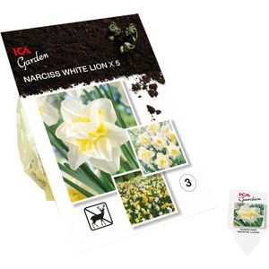 Narcissus White Lion 5-p ICA Garden product image