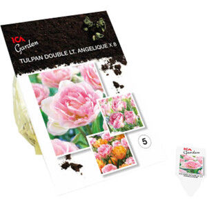 Tulpan Double Lt. Angelique 8-p ICA Garden product image