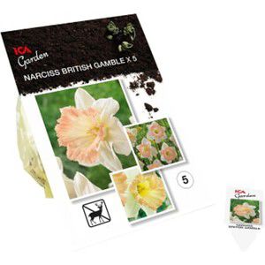 Narcissus British 5-p ICA Garden product image