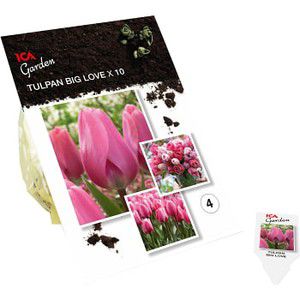 Tulpan Darwin Hybrid Big Love 10-p ICA Garden product image