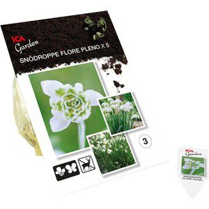 Snödroppe Flore pleno 5-p ICA Garden product image