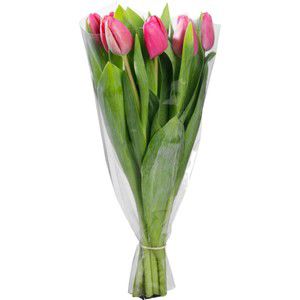 Tulpaner 7-p 35cm varierande färger  product image
