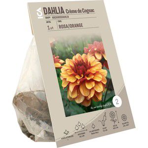 Dahlia Creme de Cognac gul/orange ICA Garden product image