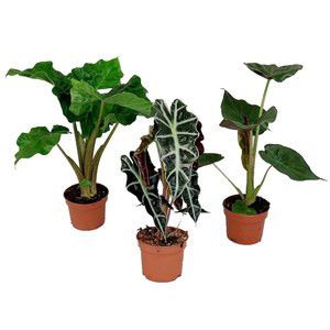 Kruka metall ljusgul 12cm product image